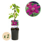 Clematis 'Westerplatte' - Clematis - 2 planten - Pot 11cm - Hoogte 40cm