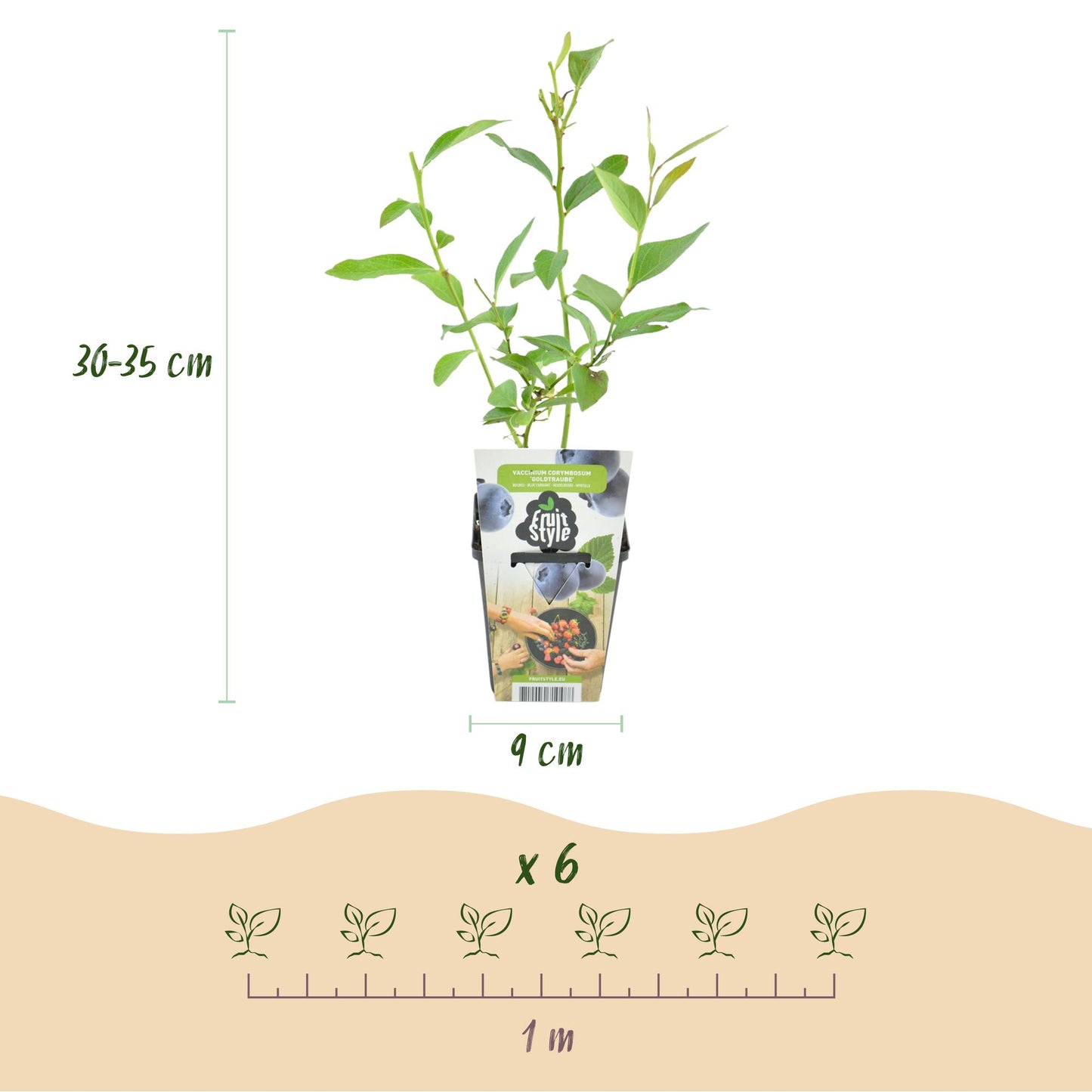 Vaccinium corymbossum 'Goldtraube' - Blauwe bes - 3 planten - Pot 9cm