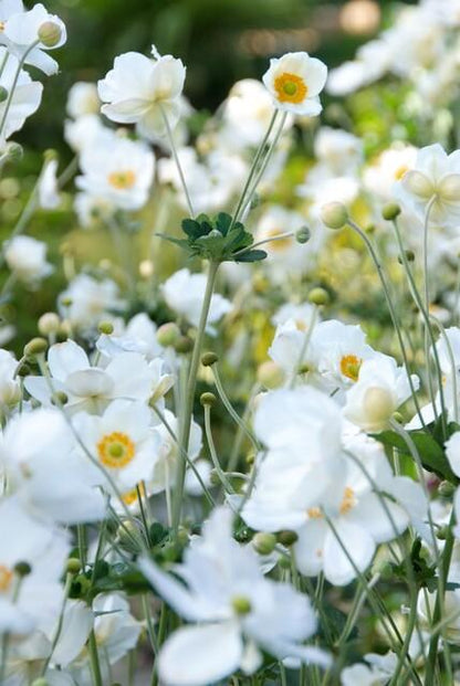Anemone 'Honorine Jobert' - Herfstanemoon