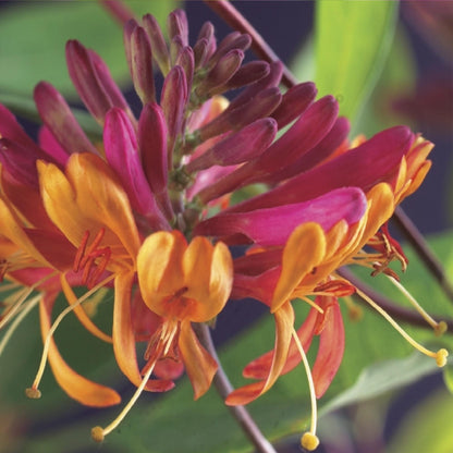 Lonicera heckrottii 'Goldflame' - Kamperfoelie