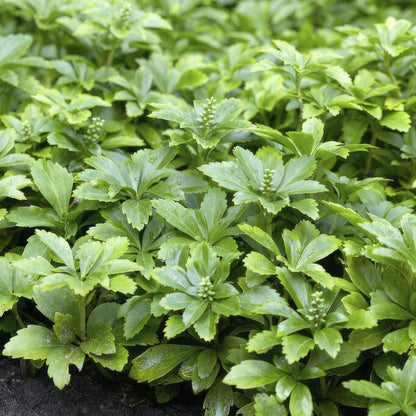 Pachysandra terminalis 'Green Carpet' - Schaduwkruid