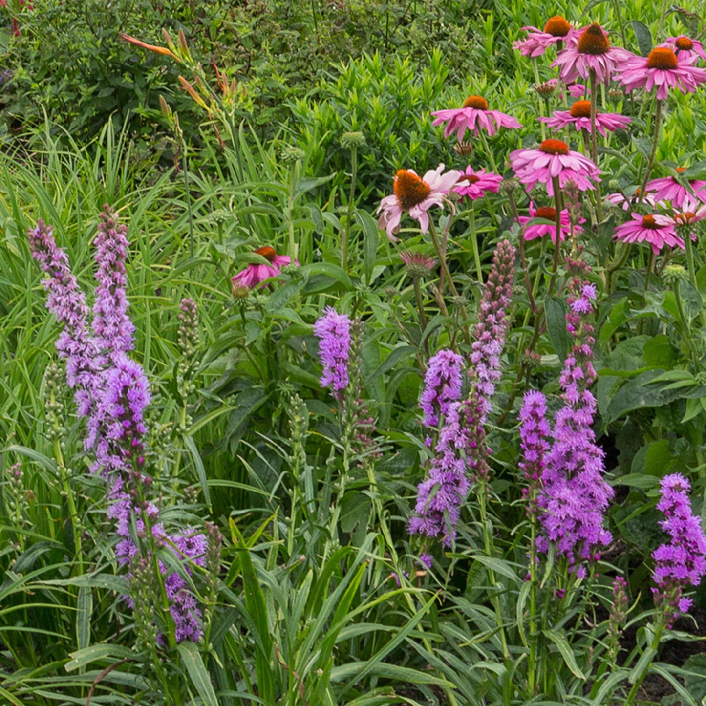 Borderpakket - Bijen en Vlinderlokkend - vaste planten - 1 m2