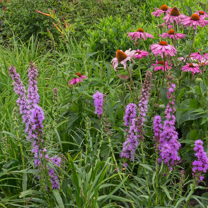 Borderpakket - Bijen en Vlinderlokkend - vaste planten - 1 m2