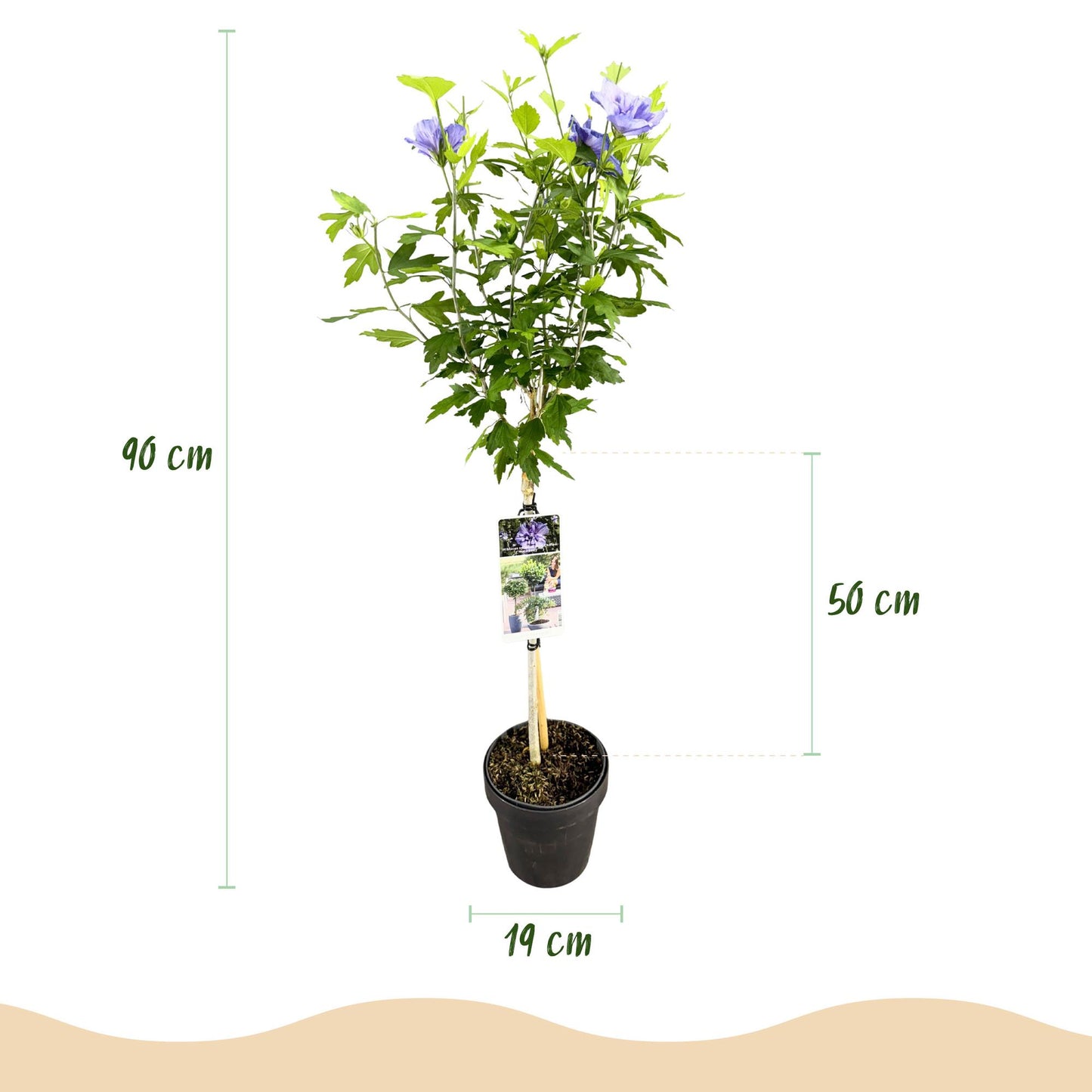 Hibiscus syriacus 'Blue Chiffon®' op stam - Altheastruik - hoogte 90cm