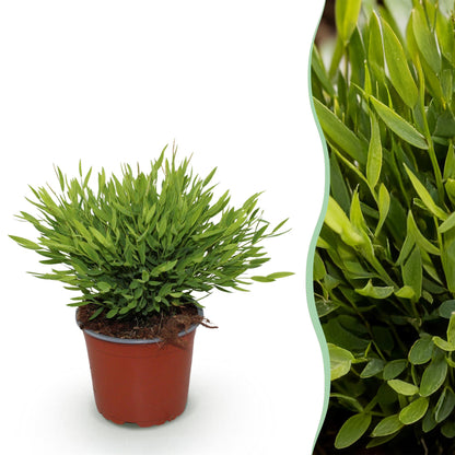 Bamusa Pogonatherum Monica - Bamboegras - pot 12cm - hoogte 20cm