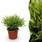 Bamusa Pogonatherum Monica - Bamboegras - pot 12cm - hoogte 20cm