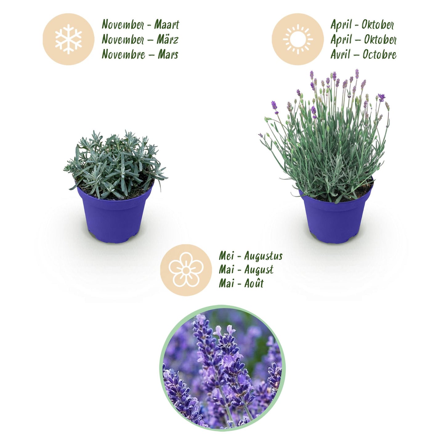 Green boutiQ - Tuinplant - Lavandula angustifolia Hidcote - Lavendel - Winterhard - Paars - 9 Planten - Pot 12cm - Hoogte 15-25cm
