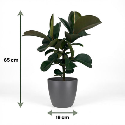 Green boutiQ - Kamerplant - Rubberplant - Ficus Elastica Cloe - Groen - Weinig onderhoud - 1 Plant - met Potter Grijs - Pot 19cm - Hoogte 65cm