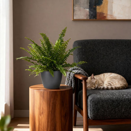Green boutiQ - Kamerplant - Nephrolepsis exaltata Green Lady - Varen - Huisdiervriendelijke Plant - Groen - 1 Plant - met Potter Grijs - Pot 12cm - Hoogte 25cm