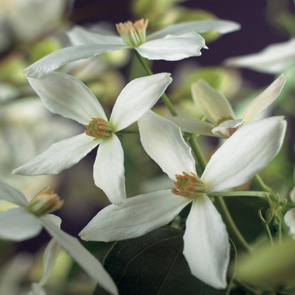 Clematis armandii - groenblijvende Clematis - 1 plant - Pot 11cm - Hoogte 40cm