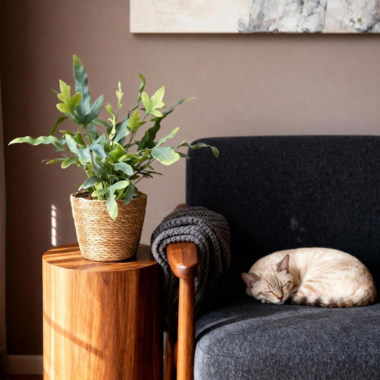 Green boutiQ - Kamerplant - Phlebodium aureum Blue Star - Blauwe Varen - Huisdiervriendelijke Plant - Blauw - 1 Plant - met Mand - Pot 12cm - Hoogte 25cm
