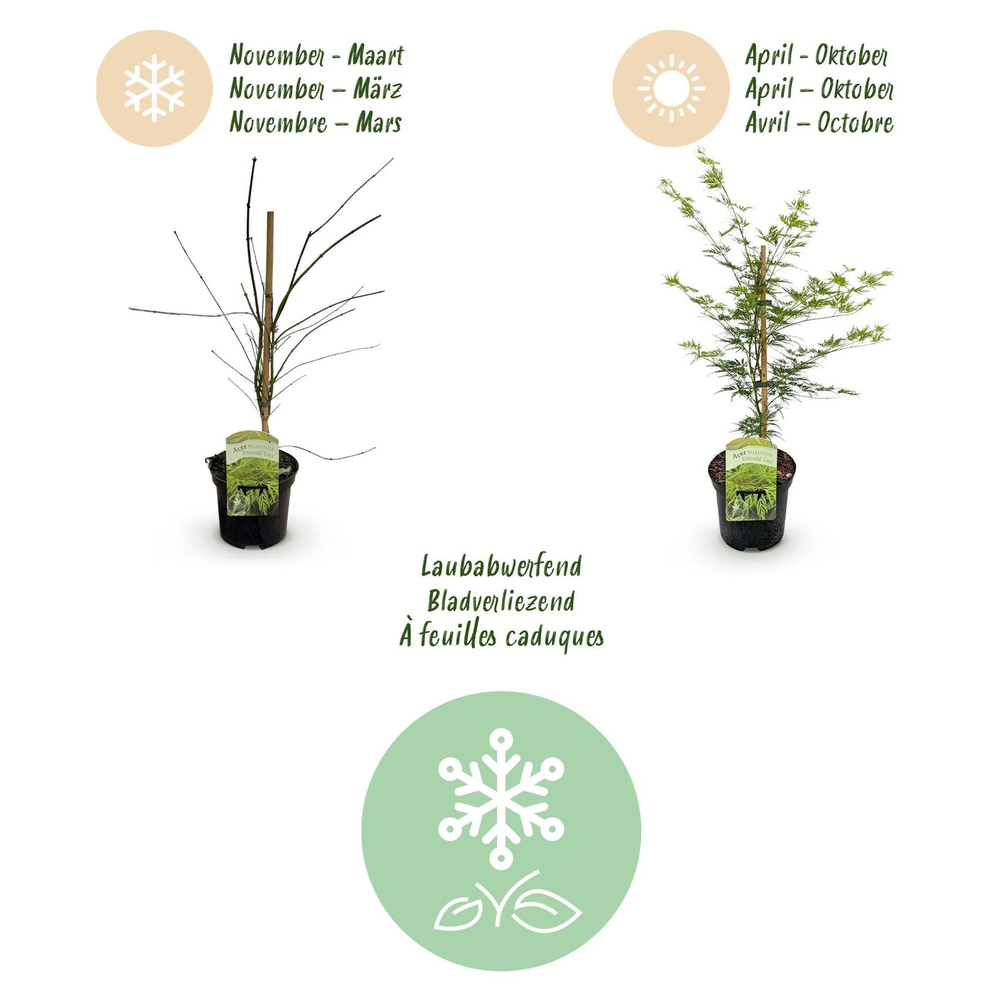 Acer palmatum 'Emerald Lace' - Japanse Esdoorn - hoogte 70cm