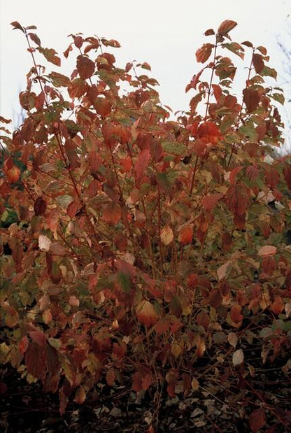 Cornus sang. 'Anny's Winter Orange' - Rode Kornoelje