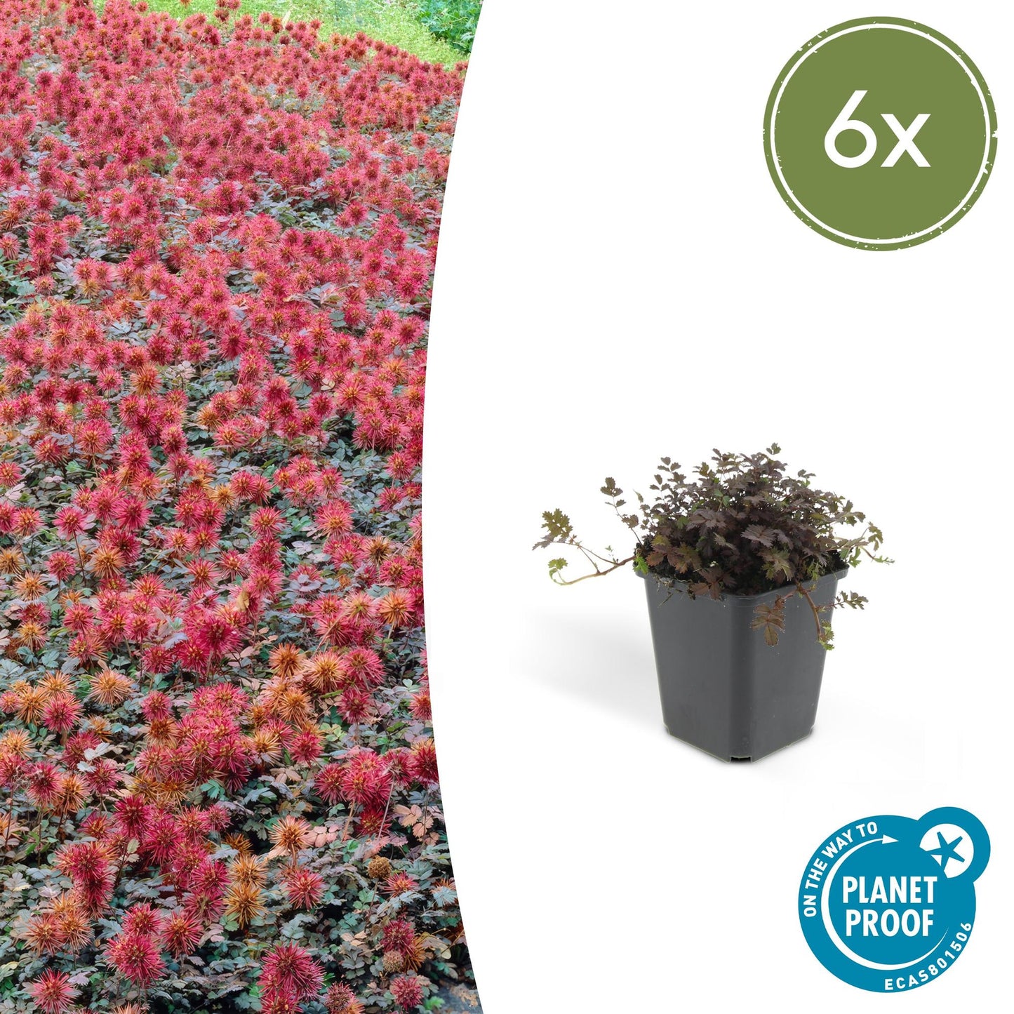Acaena microphylla 'Kupferteppich' - Stekelnootje