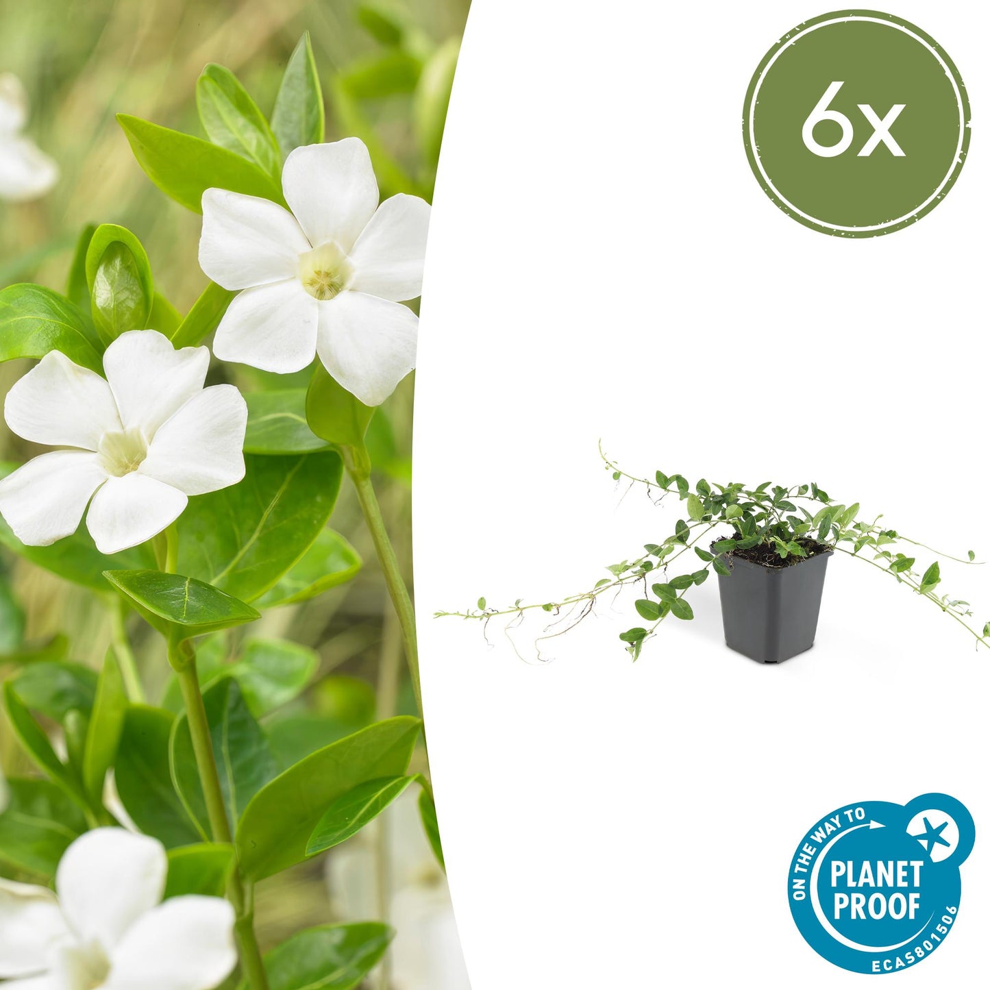 Vinca minor 'Alba' - kleinbladige Maagdenpalm