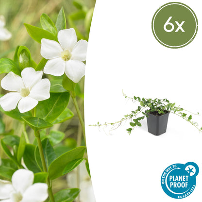 Vinca minor 'Alba' - kleinbladige Maagdenpalm