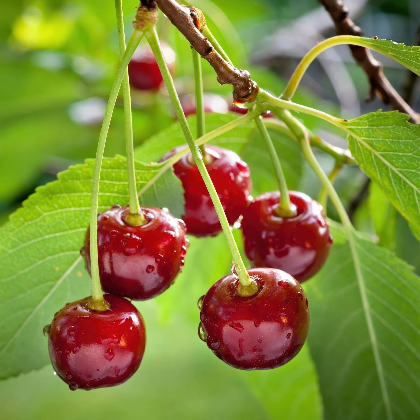 Prunus avium 'Regina' - Kersenboom - hoogte 90cm