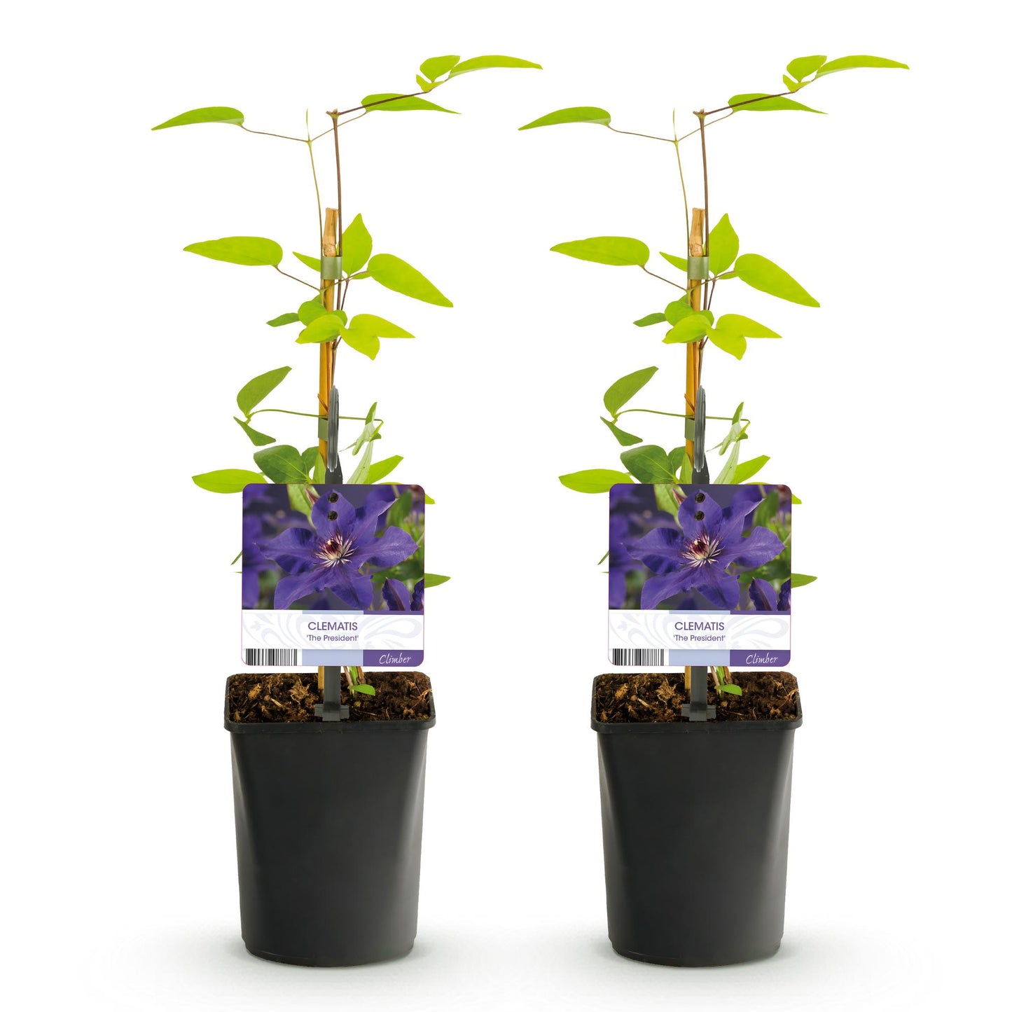 Clematis 'The President' - Clematis - 2 planten - Pot 11cm - Hoogte 40cm