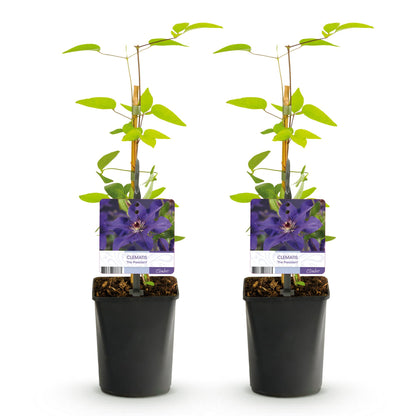 Clematis 'The President' - Clematis - 2 planten - Pot 11cm - Hoogte 40cm