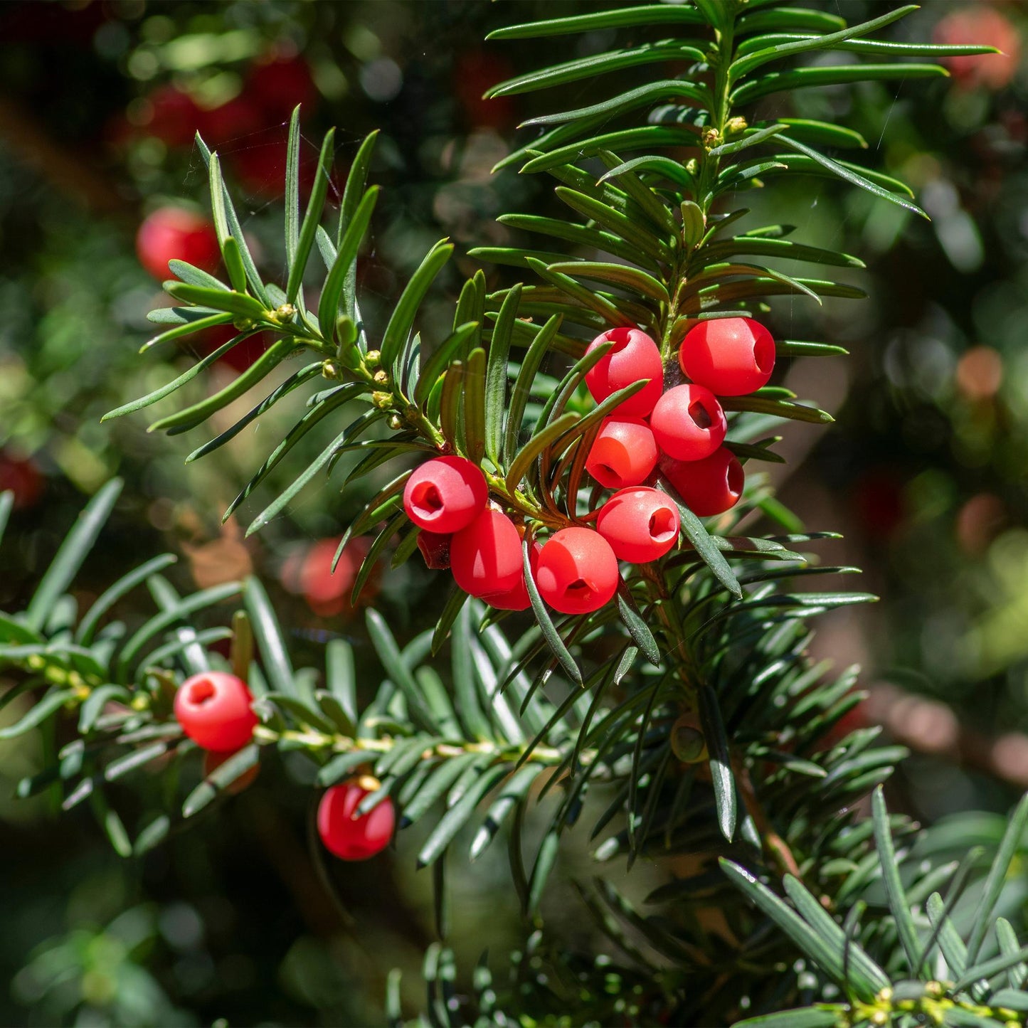 Taxus baccata - Venijnboom - hoogte 60cm