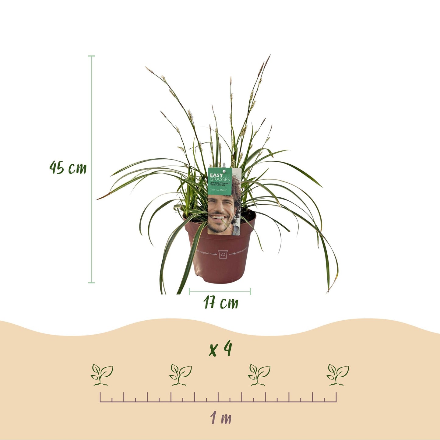 Green boutiQ - Siergrassen - Carex morrowii Ice Dance  - Wit & Groen - 4 Planten - Bladhoudend - Weinig Onderhoud - Pot 17cm Hoogte 50cm