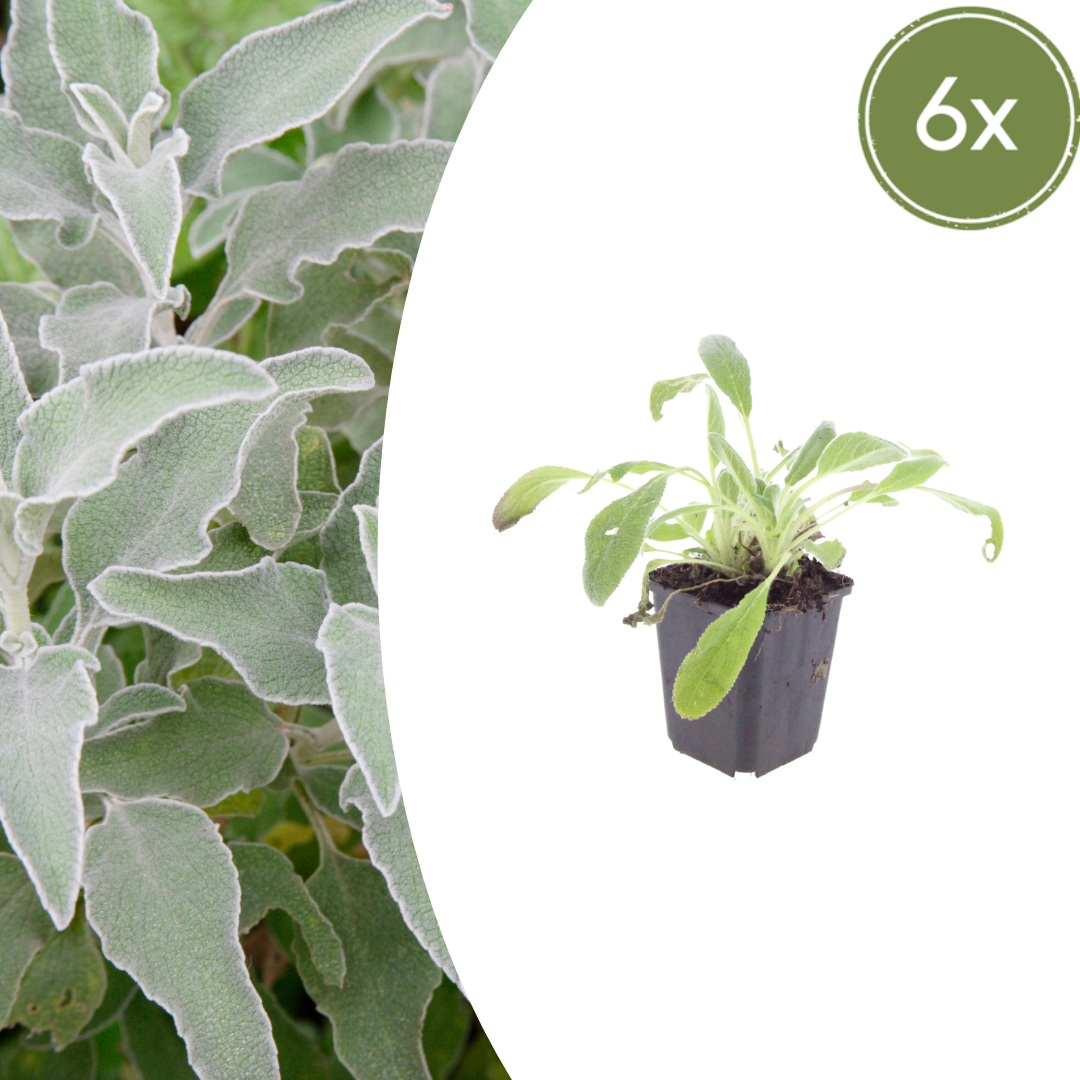 Stachys byzantina - Ezelsoren