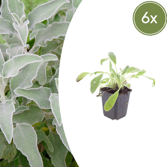 Stachys byzantina - Ezelsoren