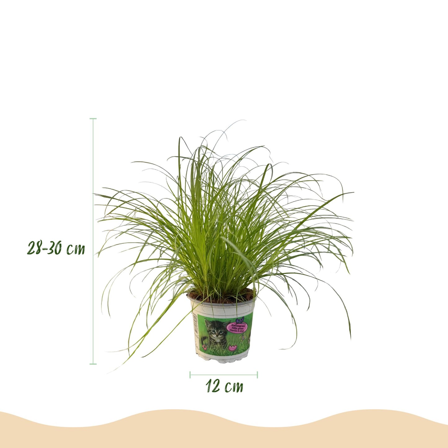 Green boutiQ - Kamerplant - Cyperus alternifolius Zumula - Kattengras - Huisdiervriendelijk - Groen - 4 Planten - Pot 12cm - Hoogte 28-30cm