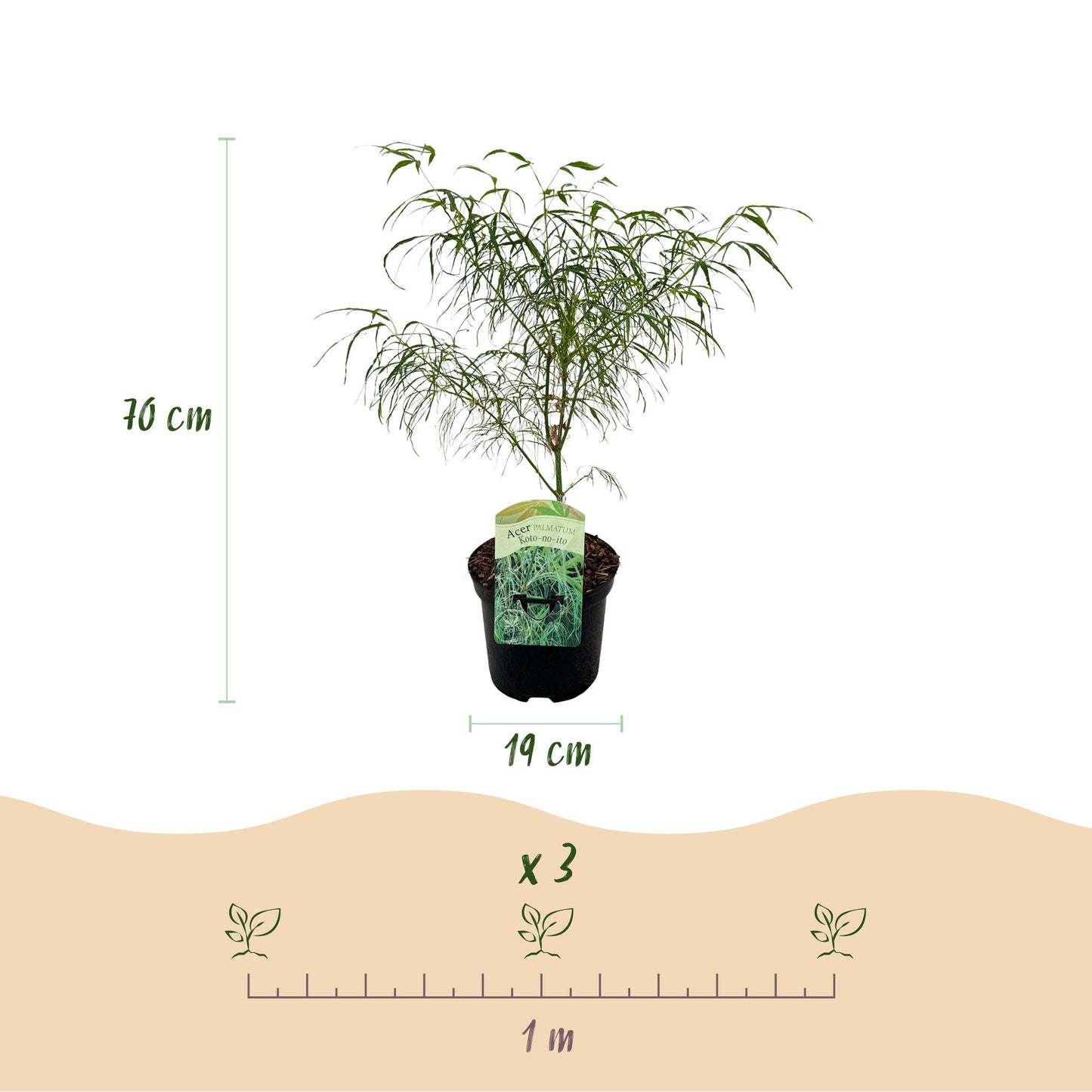 Acer palmatum 'Koto-no-Ito' - Japanse Esdoorn - hoogte 70cm