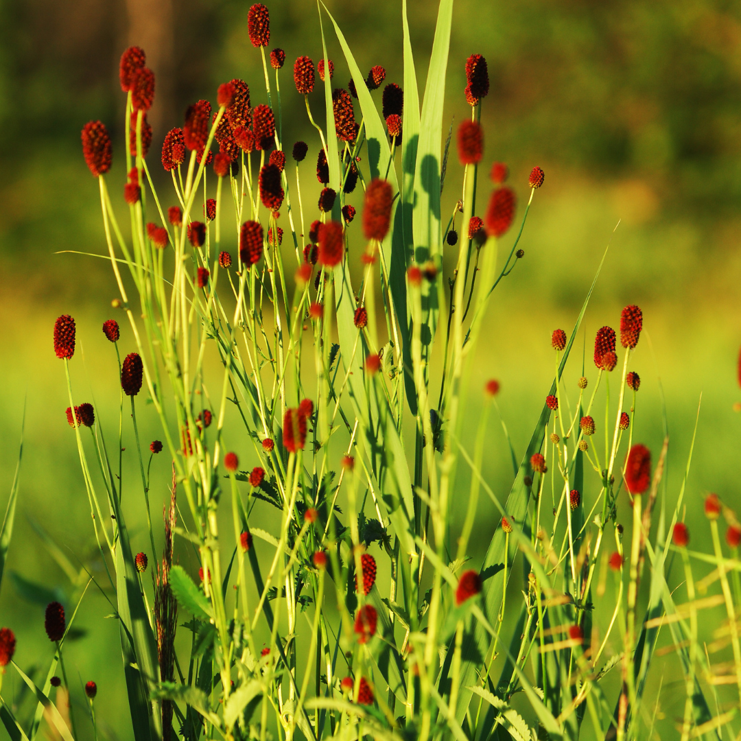 Sanguisorba officinalis 'Tanna' - Pimpernel