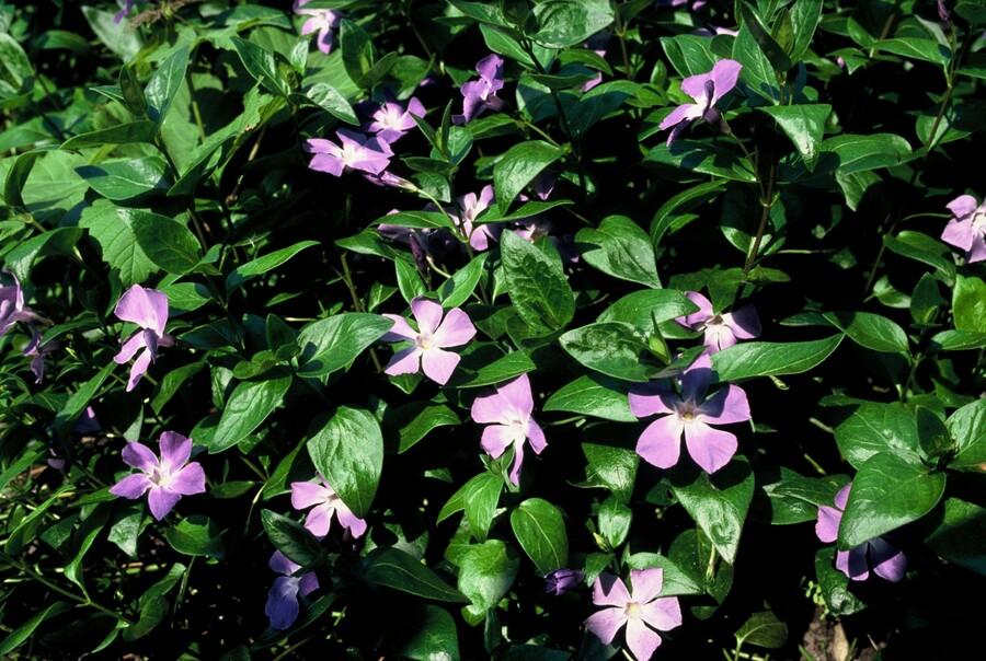 Vinca major - Maagdenpalm