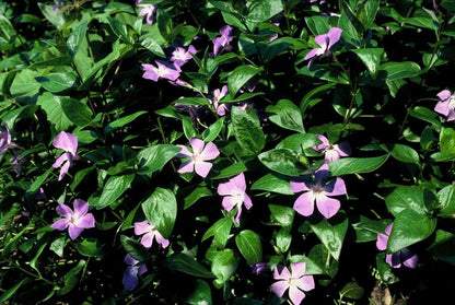 Vinca major - Maagdenpalm
