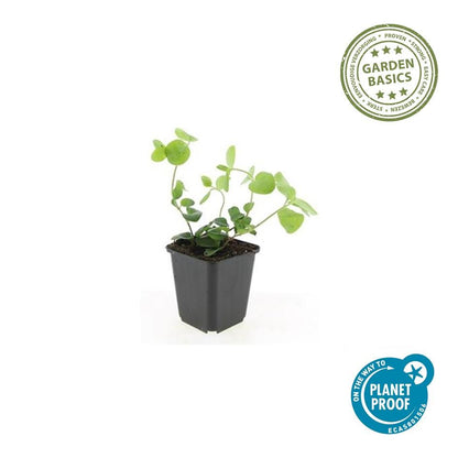 Vinca major - Maagdenpalm