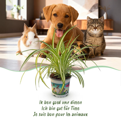 Green boutiQ - Kamerplant - Chlorophytum comosum Variegatum - Bonte Graslelie - Huisdiervriendelijke Plant - Groen - 2 Planten - met Potter Grijs - Pot 12cm - Hoogte 20cm