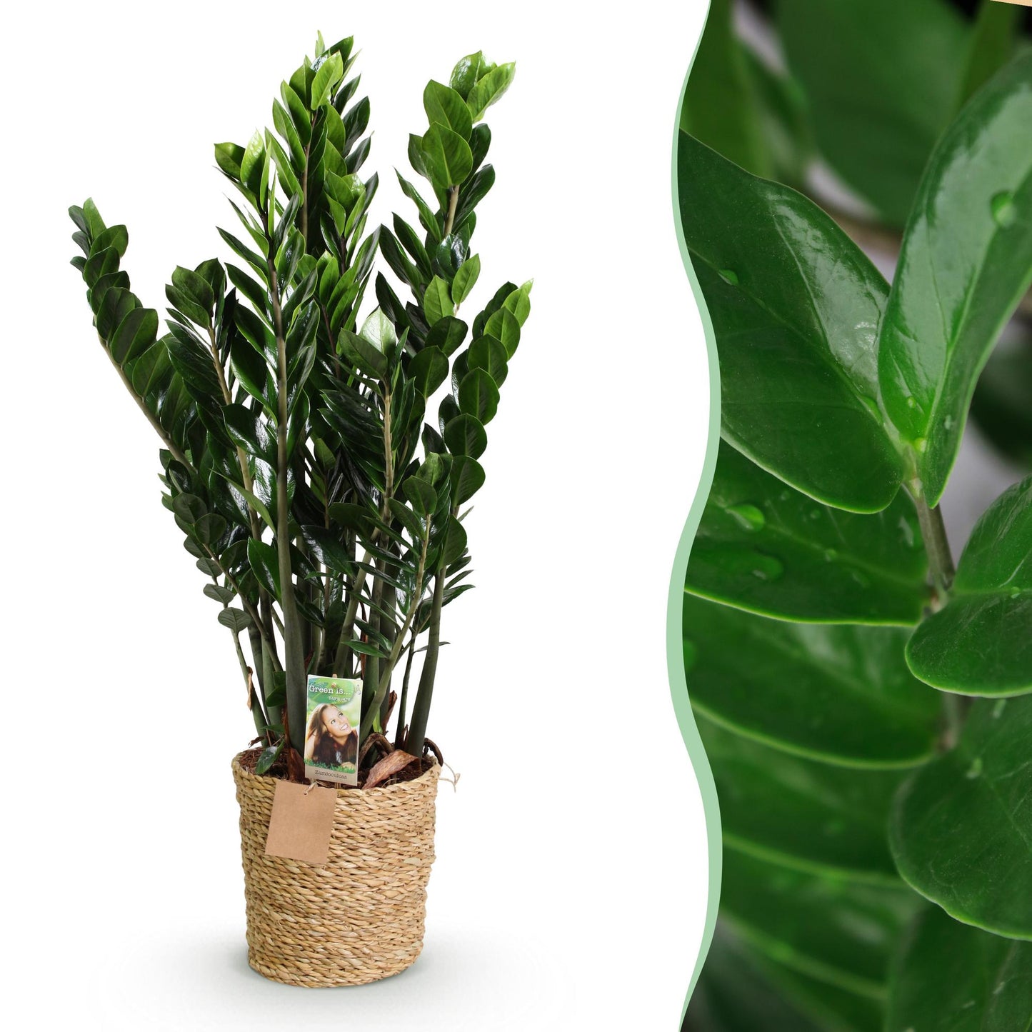 Zamioculcas - ZZ-plant - incl. mand - pot 21cm - hoogte 80-90cm