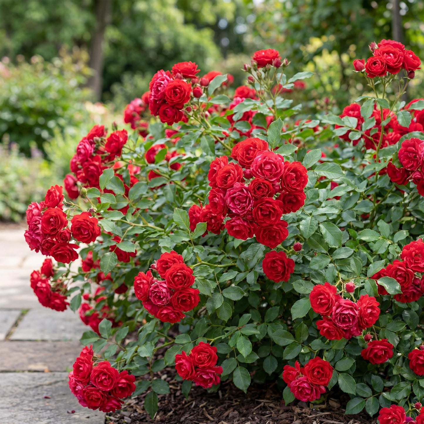 Rosa 'Rote The Fairy' - Roos - hoogte 20-25cm