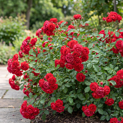 Rosa 'Rote The Fairy' - Roos - hoogte 20-25cm