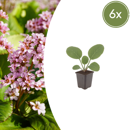 Bergenia cordifolia - Schoenlappersplant