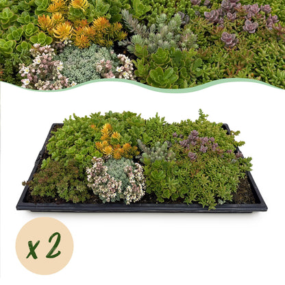 Sedum mat - bestaat uit 10 soorten - 2 x lengte 50 breedte 30