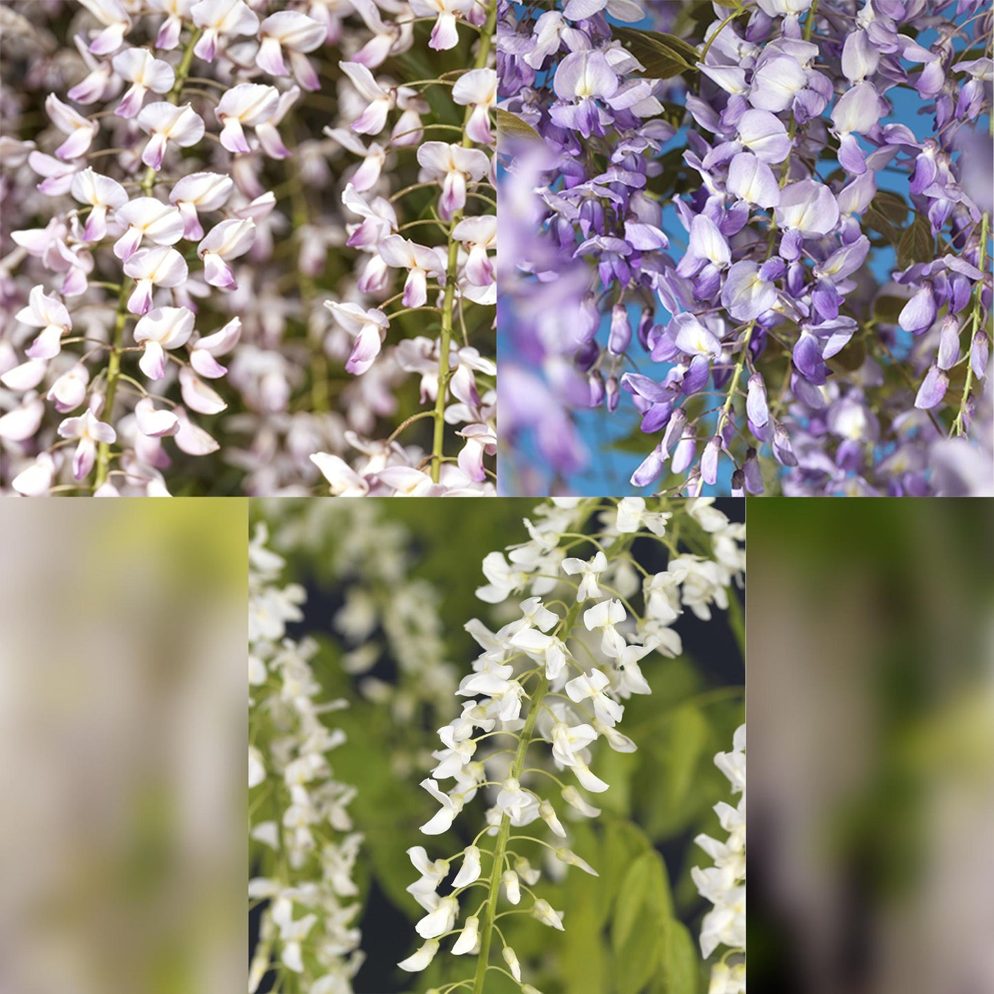 Wisteria floribunda 'Tricolour' - Blauwe Regen - Bloemen; blauw, roze & wit