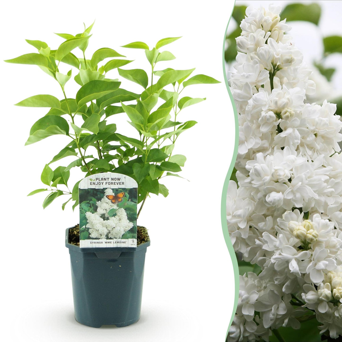 Syringa vulgaris mme Lemoine - Gewone Sering - hoogte 45cm