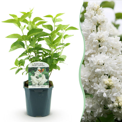 Syringa vulgaris mme Lemoine - Gewone Sering - hoogte 45cm