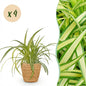 Green boutiQ - Kamerplant - Chlorophytum comosum Variegatum - Bonte Graslelie - Huisdiervriendelijke Plant - Groen - 4 Planten - met Mand - Pot 12cm - Hoogte 20cm