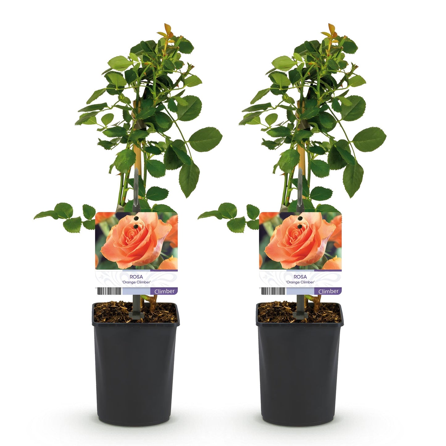 Rosa 'Orange Climber' - Klimroos