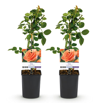Rosa 'Orange Climber' - Klimroos