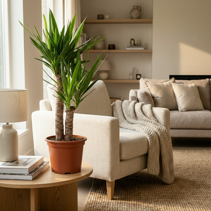 Yucca Elephantipes - Palmlelie - pot 21cm - hoogte 80 - 90cm