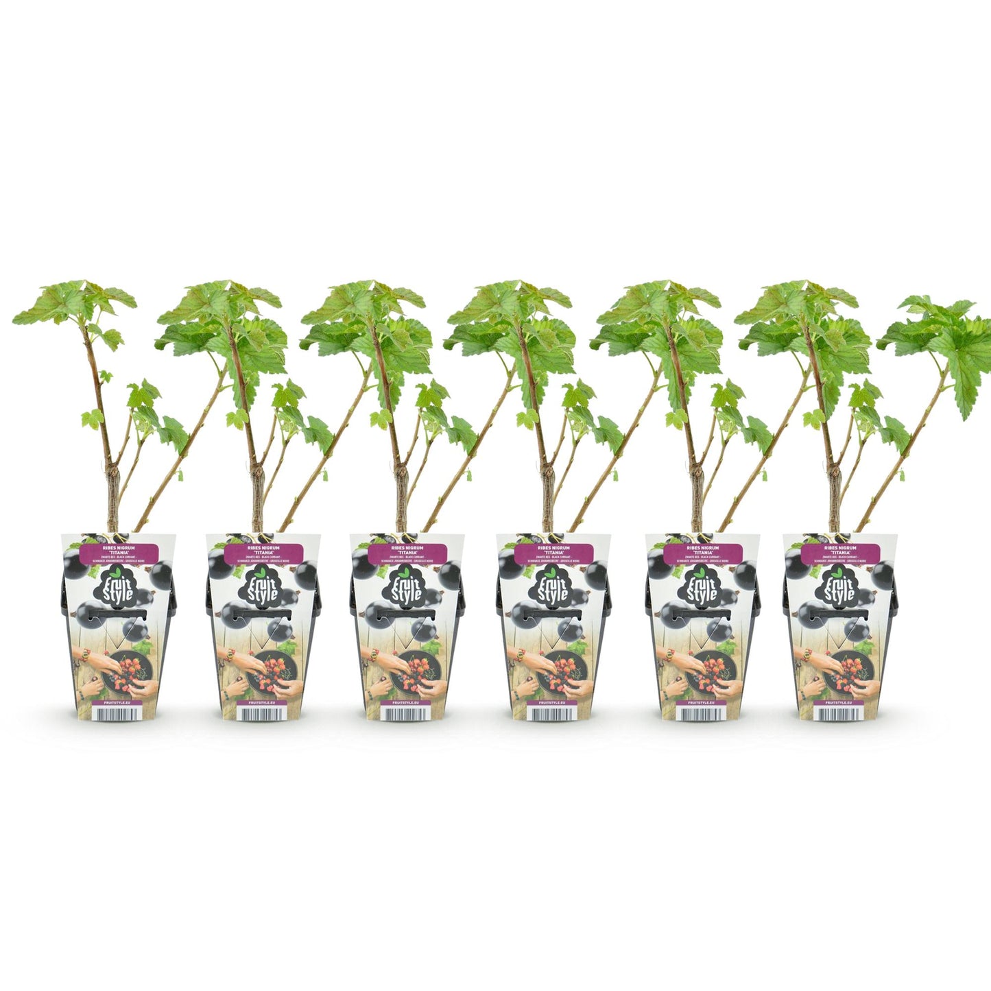 Ribes nigrum 'Titania' - Zwarte bes - 6 planten - Pot 9cm