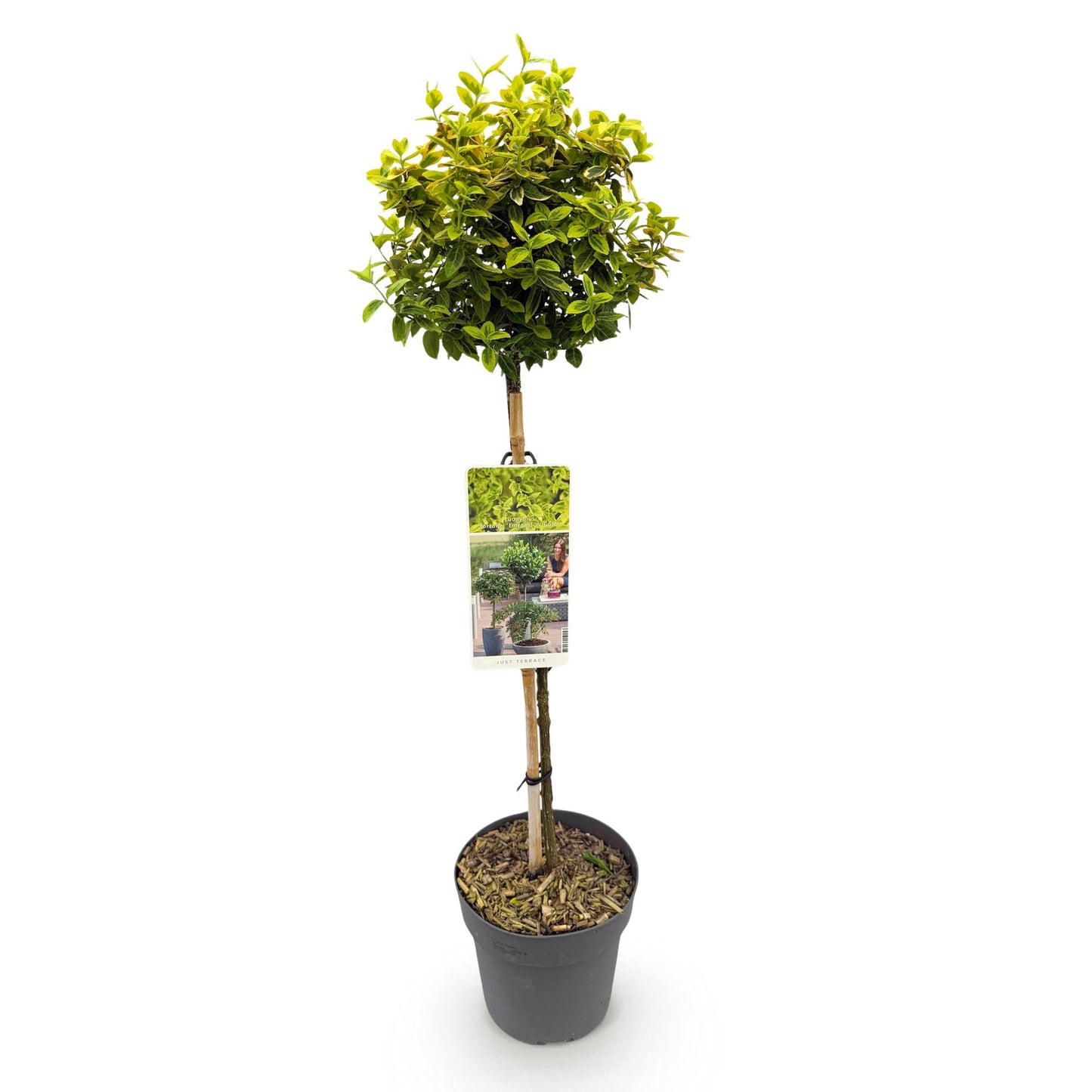 Euonymus fortunei 'Emerald 'n Gold' op stam - Kardinaalshoed - hoogte 90cm