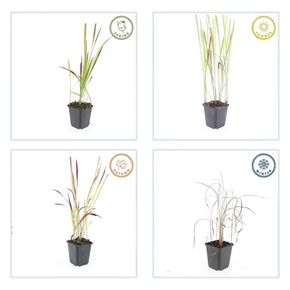 Imperata cylindrica 'Red Baron' Japans Bloedgras
