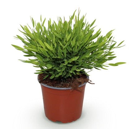 Bamusa Pogonatherum Monica - Bamboegras - pot 12cm - hoogte 20cm